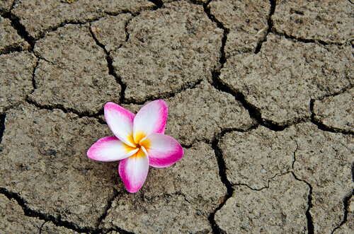 Blomma under torka