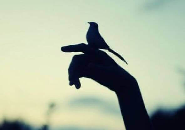 Fågel på hand