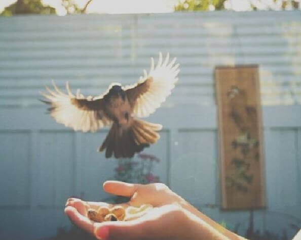 Var fri som en fågel
