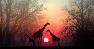 Att låta själen komma ikapp: en afrikansk berättelse