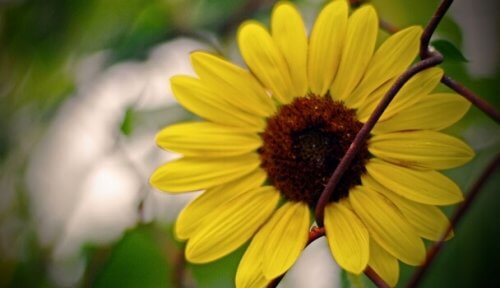 Balans mellan extremer