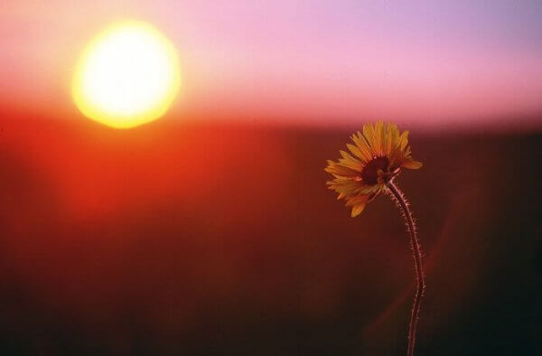 Blomma i solnedgång som hjälper själen att komma ikapp