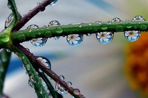 Daggdroppar på växt