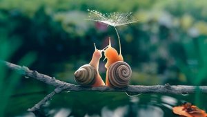 Den långsamma rörelsen: ju långsammare desto bättre