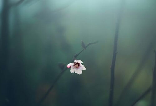 Ensam blomma på kvist
