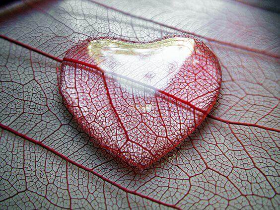 Hjärta på löv