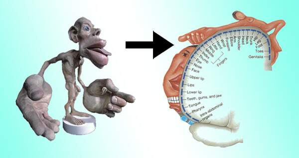 Homunculus