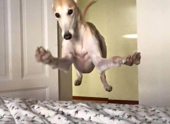 Hoppande hund