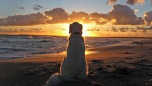 Vad hundar kan lära oss om våra problem