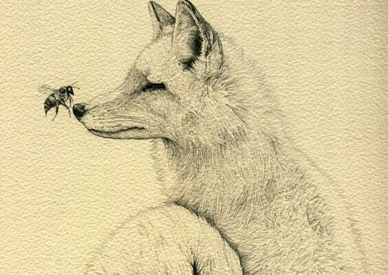 Räv med bi på nosen