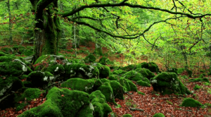 Skogsbad: Ett effektivt motgift mot stress