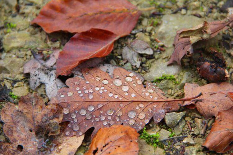 Våta löv på marken