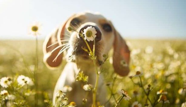 Hund som luktar på blomma