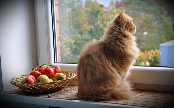 Katt vid fönster