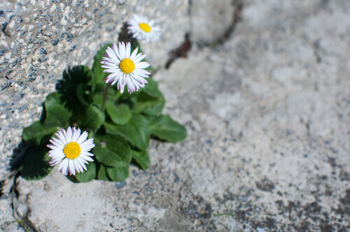 Blommor bland sten