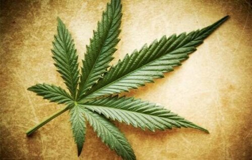 Sanningar, halvsanningar och myter om marijuana