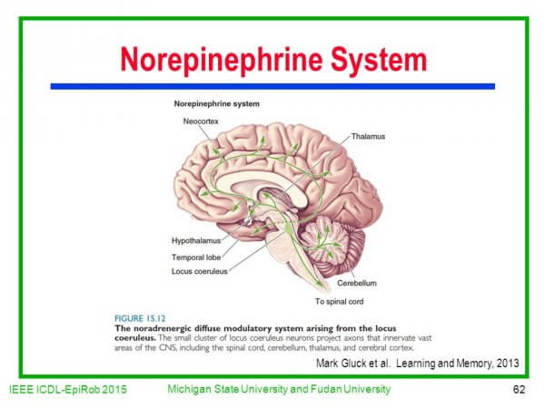 Norepinefrinsystemet