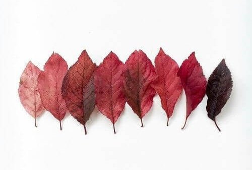 Löv i olika färger