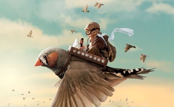 Pojke som rider på fågel