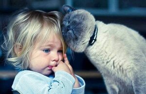 Katterapi: 5 fördelar med att leva med katter