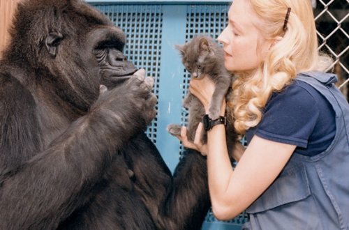 Den fina historien om Koko – världens smartaste gorilla