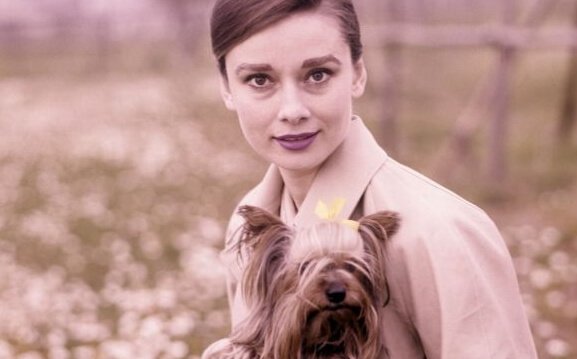 Hepburn med hund