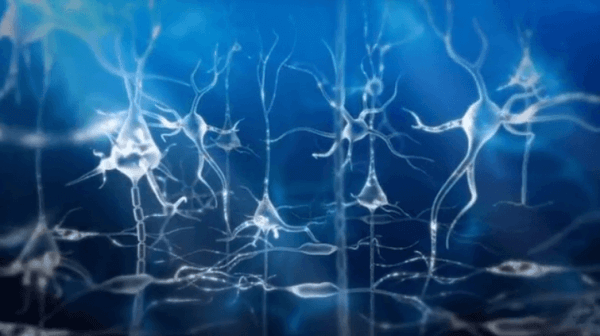 Nervceller i hjärnan