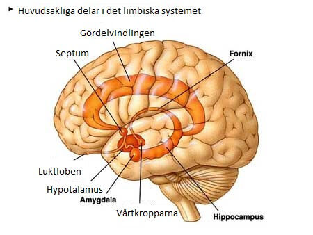 Delar i det limbiska systemet