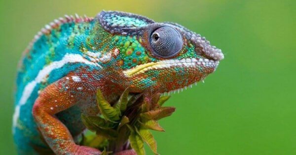 En äkta kameleont
