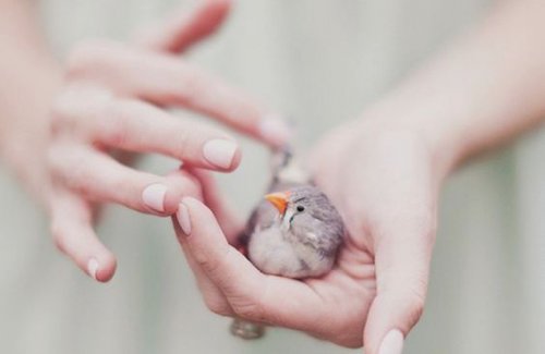 Liten fågel i hand