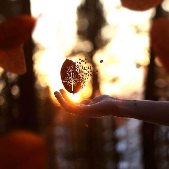 Löv i hand i solnedgång
