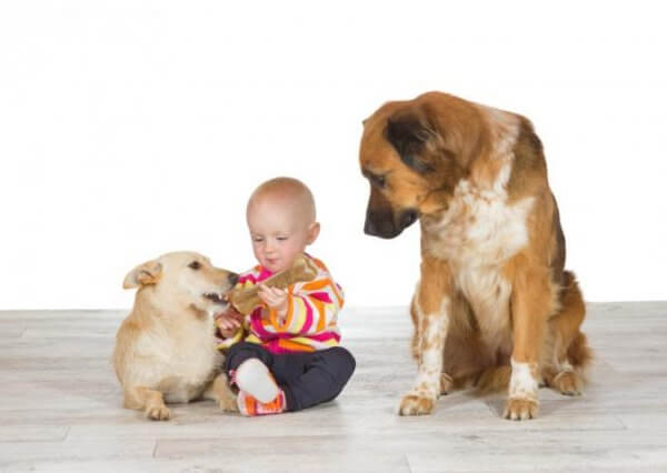 Svartsjuk hund