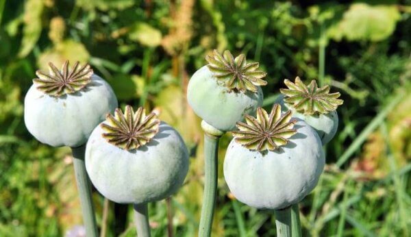 Opium kommer från vallmo
