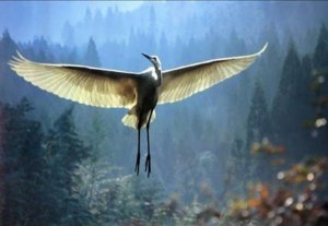 Den rörande berättelsen om mannen och tranan