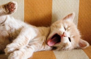 Vet du vad det innebär att gäspa?