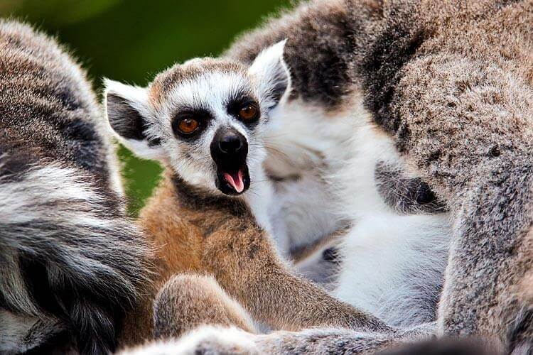 Lemur som gäspar