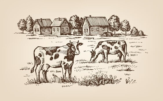 Kor på fält