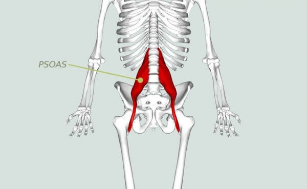 Psoas position i kroppen