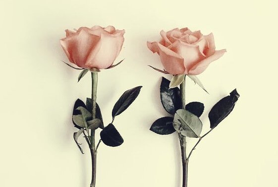 Rosa rosor