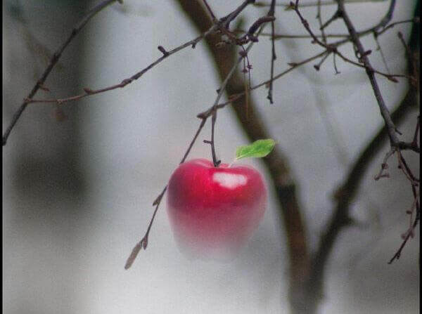 Rött äpple på gren