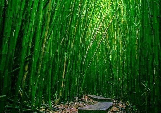 Skog av bambu