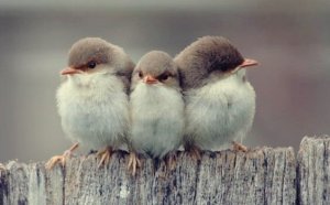 3 typer av vänskap enligt Aristoteles