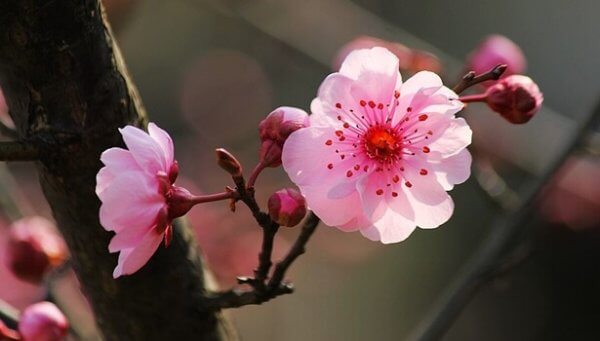 De 5 grundstenarna hos den japanska psykologin