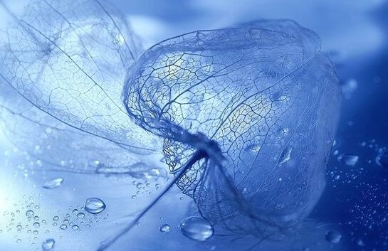 Löv med blå bakgrund.