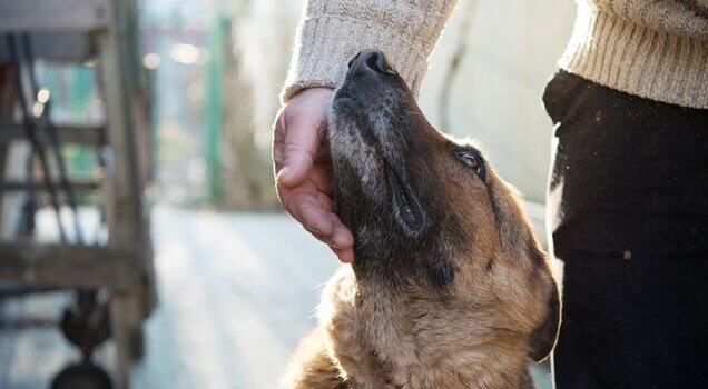 Person klappar hund