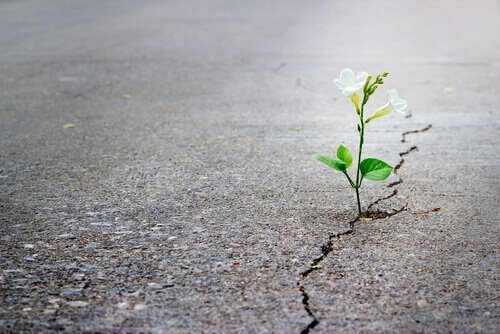 Blomma som växer upp ur en väg.