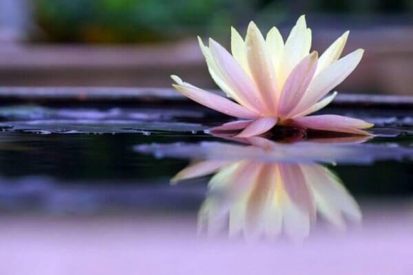 Lotus som representerar citat av Suzanne Powell