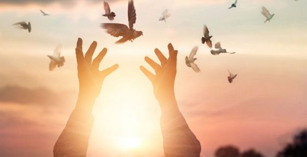 Fritt flygande fåglar