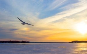 Jonathan Livingston Seagull: att tro på sig själv