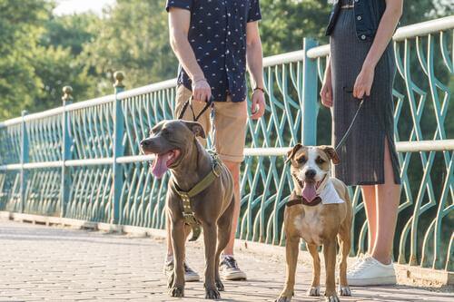 Personer på hundpromenad